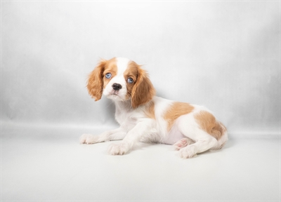 [#N10573] Blenheim F Cavalier King Charles Spaniel Puppies for Sale
