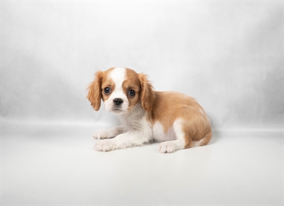 [#N10574] Blenheim M Cavalier King Charles Spaniel Puppies for Sale